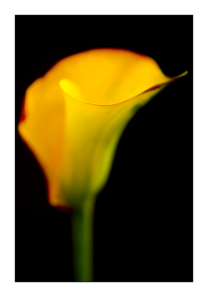 Zantedeschia 3